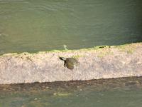 Iguazu (Argentinien) (46)