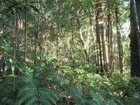 Iguazu (Brasil) (37)