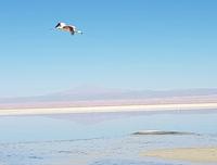 Rundreise Südamerika – Chile und Argentinien Santiago de Chile – Atacama-Wüste – Valparaiso – Punta Arenas – Torres del Paine – Perito Moreno-Gletscher – Buenos Aires (130)