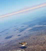 Rundreise Südamerika – Chile und Argentinien Santiago de Chile – Atacama-Wüste – Valparaiso – Punta Arenas – Torres del Paine – Perito Moreno-Gletscher – Buenos Aires (131)