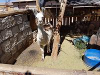 Rundreise Südamerika – Chile und Argentinien Santiago de Chile – Atacama-Wüste – Valparaiso – Punta Arenas – Torres del Paine – Perito Moreno-Gletscher – Buenos Aires (205)