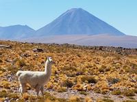 Rundreise Südamerika – Chile und Argentinien Santiago de Chile – Atacama-Wüste – Valparaiso – Punta Arenas – Torres del Paine – Perito Moreno-Gletscher – Buenos Aires (273)