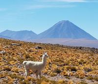 Rundreise Südamerika – Chile und Argentinien Santiago de Chile – Atacama-Wüste – Valparaiso – Punta Arenas – Torres del Paine – Perito Moreno-Gletscher – Buenos Aires (274)