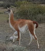 Rundreise Südamerika – Chile und Argentinien Santiago de Chile – Atacama-Wüste – Valparaiso – Punta Arenas – Torres del Paine – Perito Moreno-Gletscher – Buenos Aires (549)