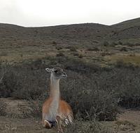 Rundreise Südamerika – Chile und Argentinien Santiago de Chile – Atacama-Wüste – Valparaiso – Punta Arenas – Torres del Paine – Perito Moreno-Gletscher – Buenos Aires (551)