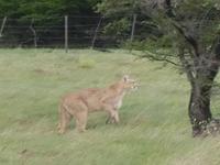 Rundreise Südamerika – Chile und Argentinien Santiago de Chile – Atacama-Wüste – Valparaiso – Punta Arenas – Torres del Paine – Perito Moreno-Gletscher – Buenos Aires (618)