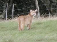 Rundreise Südamerika – Chile und Argentinien Santiago de Chile – Atacama-Wüste – Valparaiso – Punta Arenas – Torres del Paine – Perito Moreno-Gletscher – Buenos Aires (619)