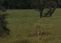 Rundreise Südamerika – Chile und Argentinien Santiago de Chile – Atacama-Wüste – Valparaiso – Punta Arenas – Torres del Paine – Perito Moreno-Gletscher – Buenos Aires (623)