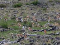 Rundreise Südamerika – Chile und Argentinien Santiago de Chile – Atacama-Wüste – Valparaiso – Punta Arenas – Torres del Paine – Perito Moreno-Gletscher – Buenos Aires (625)