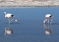 Rundreise Südamerika – Chile und Argentinien Santiago de Chile – Atacama-Wüste – Valparaiso – Punta Arenas – Torres del Paine – Perito Moreno-Gletscher – Buenos Aires (1255)