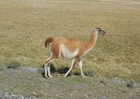 Rundreise Südamerika – Chile und Argentinien Santiago de Chile – Atacama-Wüste – Valparaiso – Punta Arenas – Torres del Paine – Perito Moreno-Gletscher – Buenos Aires (1259)