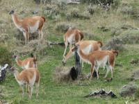 Rundreise Südamerika – Chile und Argentinien Santiago de Chile – Atacama-Wüste – Valparaiso – Punta Arenas – Torres del Paine – Perito Moreno-Gletscher – Buenos Aires (1266)