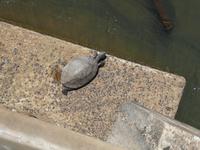 05_Nationalpark Iguazú (15)