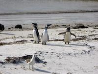 Kowalski und friends