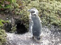 Pinguin