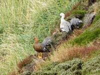 Falklandinsel Stanley