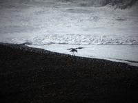 Vogel Halbinsel Valdes