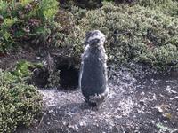 Pinguin in der Mauser