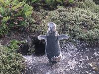 Pinguin in der Mauser