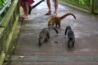 Vorsicht vor den hungrigen Nasenbären!