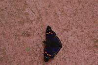 Einer der vielen farbenprächtigen Schmetterlinge