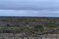 Guanacos, Península Valdés