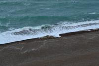 See-Elefanten auf der Península Valdés