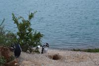 Magellanpinguine auf der Península Valdés
