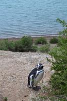 Magellanpinguine auf der Península Valdés