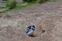 Magellanpinguine auf der Península Valdés