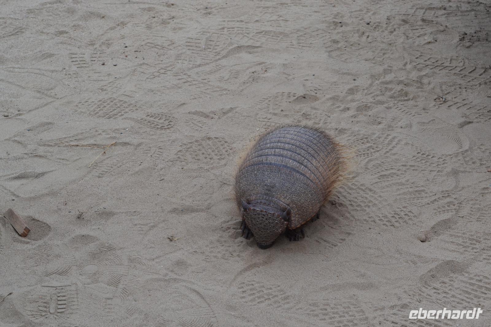 Gürteltier auf der Península Valdés