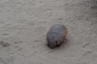 Gürteltier auf der Península Valdés