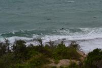 Seelöwenkolonie auf der Península Valdés