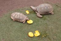 Rundreise Südamerika - Die Vielfalt Lateinamerikas entdecken Peru, Bolivien, Chile, Argentinien, Urugay und Brasilien (80)