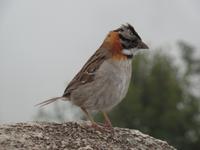 Rundreise Südamerika - Die Vielfalt Lateinamerikas entdecken Peru, Bolivien, Chile, Argentinien, Urugay und Brasilien (199)