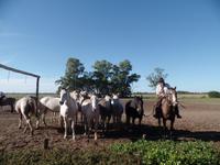 Rundreise Südamerika - Die Vielfalt Lateinamerikas entdecken Peru, Bolivien, Chile, Argentinien, Urugay und Brasilien (457)