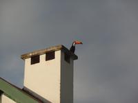 Rundreise Südamerika - Die Vielfalt Lateinamerikas entdecken Peru, Bolivien, Chile, Argentinien, Urugay und Brasilien (523)