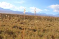 In der Atacama-Wüste