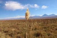 In der Atacama-Wüste