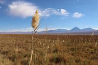 In der Atacama-Wüste