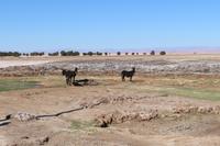 Esel in der Atacama-Wüste