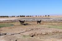 Esel in der Atacama-Wüste