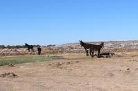 Esel in der Atacama-Wüste