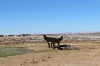 Esel in der Atacama-Wüste