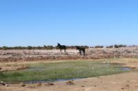Esel in der Atacama-Wüste