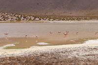Flamingosin der Atacama-Wüste