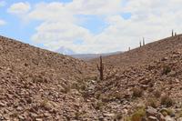 Kakteen in der Atacama-Wüste