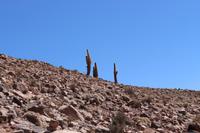 Kakteen in der Atacama-Wüste