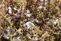 Blühende Kakteen in der Atacama-Wüste