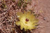 Blühender Kaktus in der Atacama-Wüste